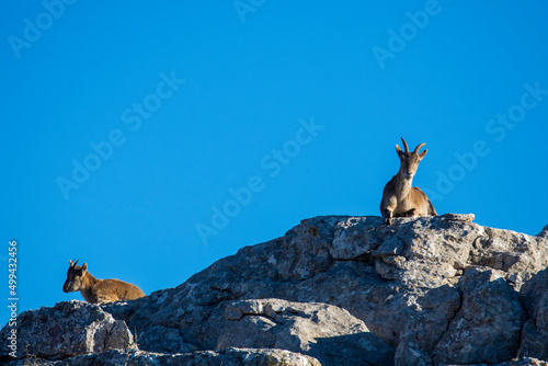 A Iberian ibex, Capra pyrenaica, in mountains El Torcal de Antequera, Andalusia, Spain