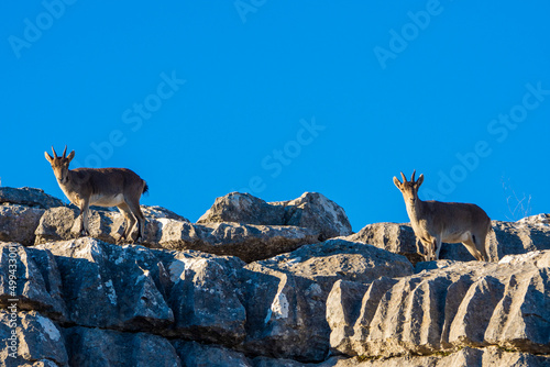 A Iberian ibex, Capra pyrenaica, in mountains El Torcal de Antequera, Andalusia, Spain