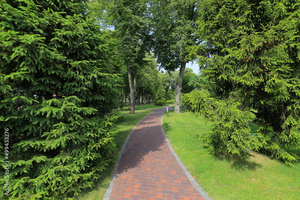 Walking path in the park in summer