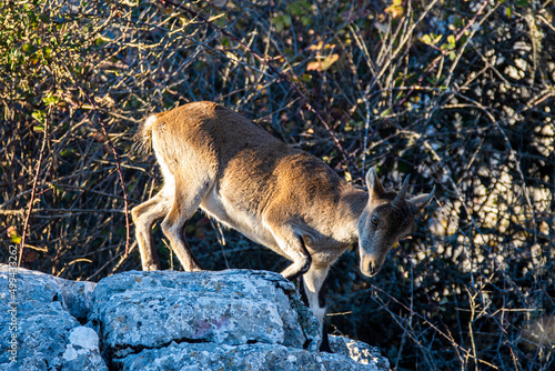 A Iberian ibex, Capra pyrenaica, in mountains El Torcal de Antequera, Andalusia, Spain