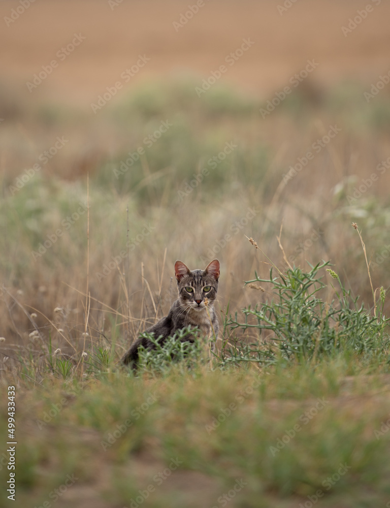Fototapeta premium Young wild tabby cat with penetrating gaze, in dry vegetation, background out of focus.