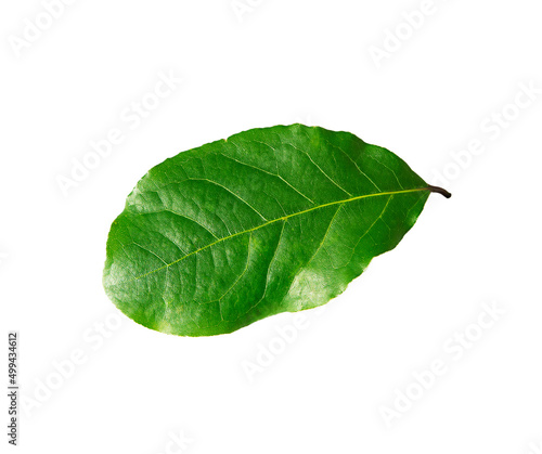 One bay leaf isolated on white background.