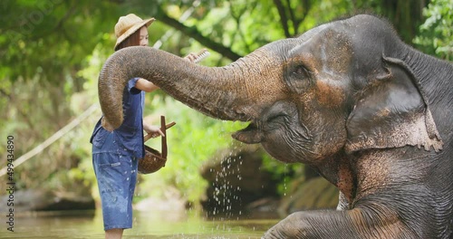 Young happy asian woman sitting on an elephant feeding and playing with an adult elephant in national park. Female tourist having fun on exotic vacation in tropical forest. Slow motion.