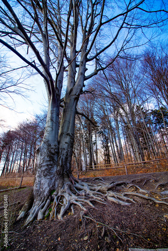 Fototapeta Naklejka Na Ścianę i Meble -  Releases-pl.6ecdbcea751a066f04fae2efaee61b94.pdf	