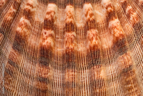 Extreme close-up of sea shell photo