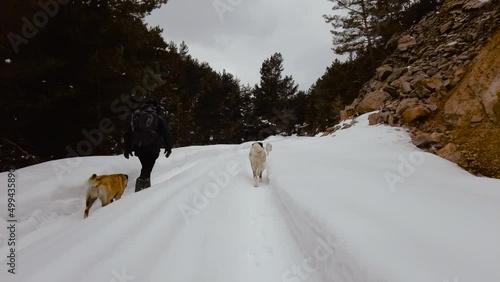 Men and their dogs hiking on a snowy forest road in winter.