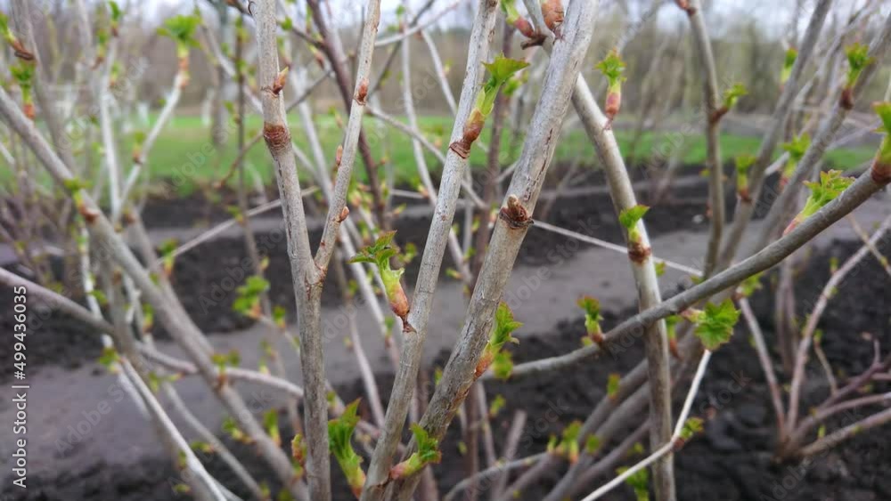 Bush of currant berry with young leaves Bush of currant berry with young leaves