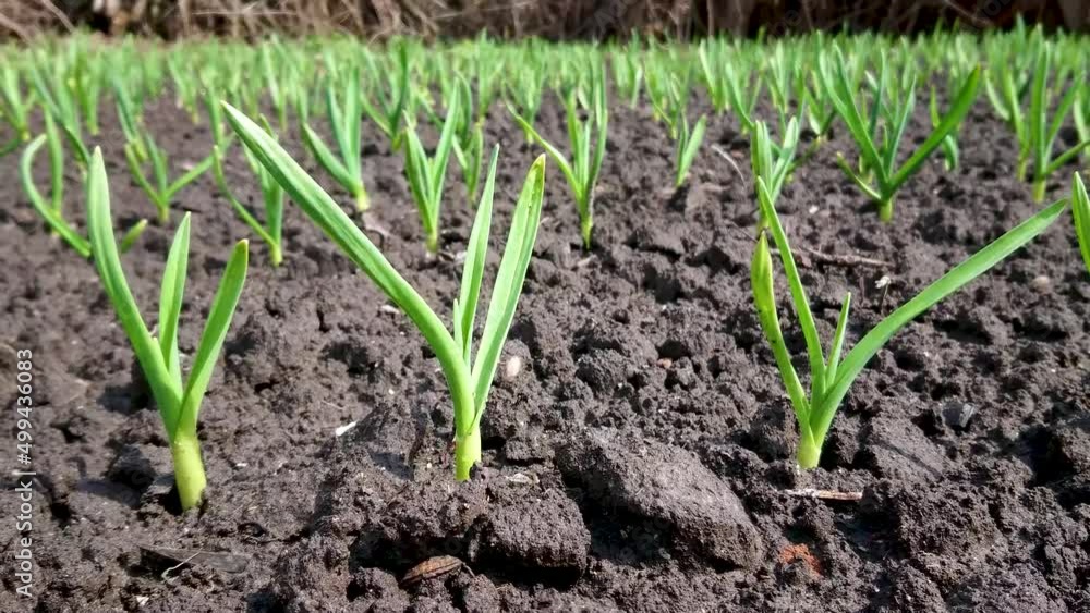 Green garlic on the ground, seasonal growing Green garlic on the ground, seasonal growing
