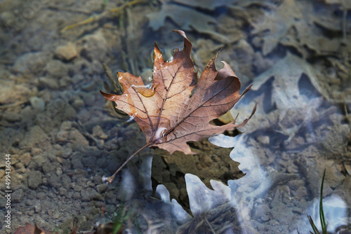 close up of autumn red leaf reflected on the river - greek river - autumn photography