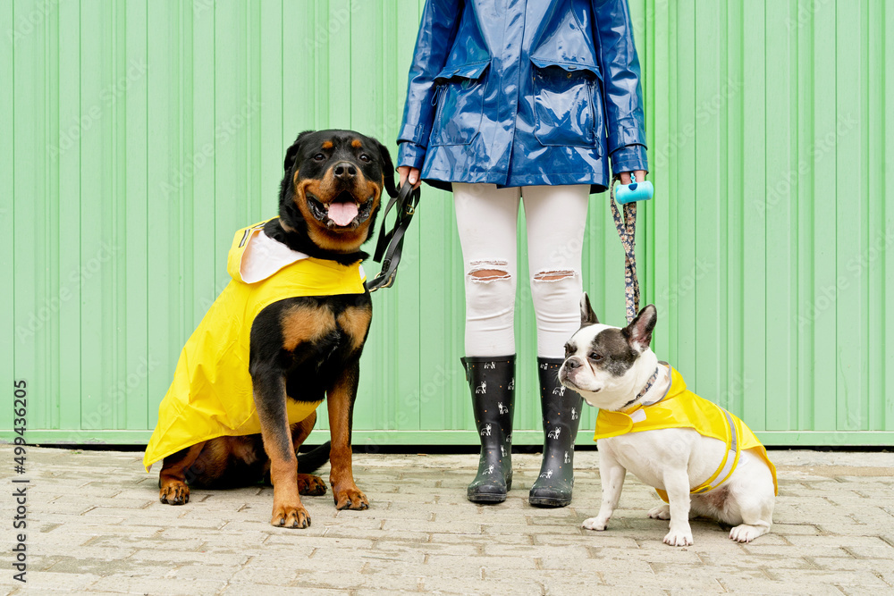 Front view of two dogs with leash in green background. Horizontal