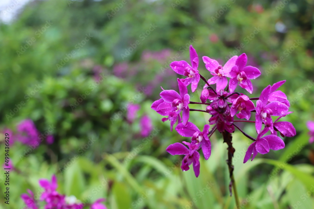 flowers in the garden