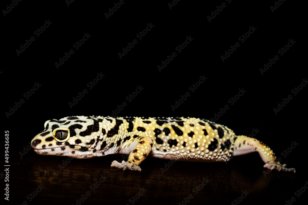 Naklejka premium leopard gecko isolated on black background