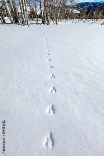 Wallpaper Mural Animal tracks on fresh snow near Sun Valley Idaho on sunny winter day Torontodigital.ca