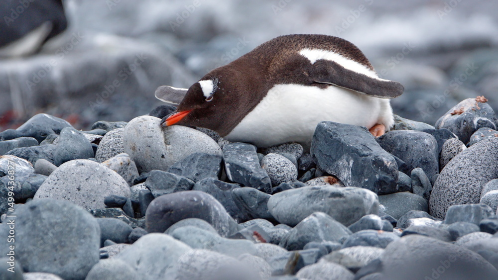 Fototapeta premium Gentoo penguin (Pygoscelis papua) lying on the rocks on Half Moon Island in Antarctica