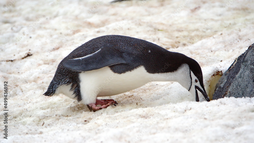 Fototapeta premium Chinstrap penguin (Pygoscelis antarcticus) in the snow on Half Moon Island in Antarctica