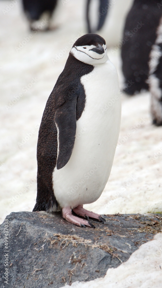 Naklejka premium Chinstrap penguin (Pygoscelis antarcticus) in the snow on Half Moon Island in Antarctica