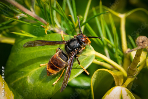 Photos Frelon asiatique (Vespa velutina)