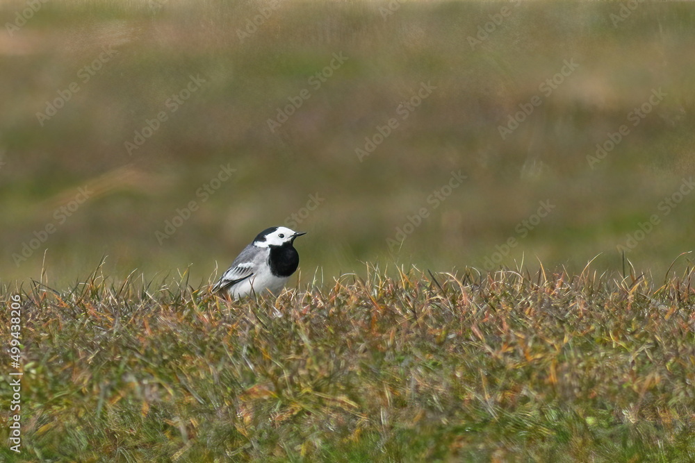 Obraz premium wagtail perching on grass