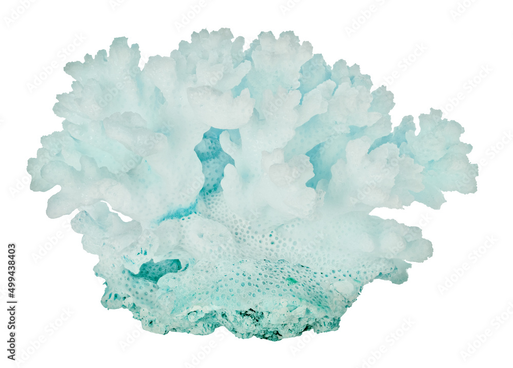 light cyan small coral side view isolated on white light cyan small coral side view isolated on white