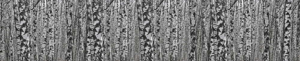 birch tree trunks white and black long stripe