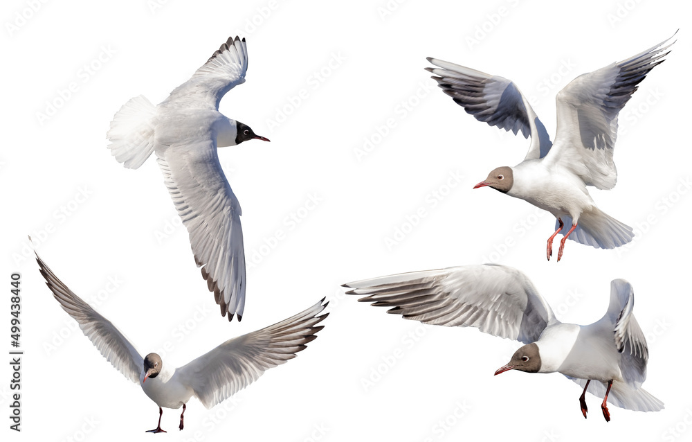 Obraz premium four black-head isolated white seagulls photo