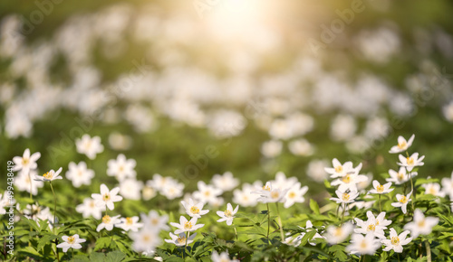 Foto group of small anemone white flowers on forest clearing