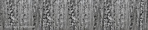 birch tree trunks white and black long stripe