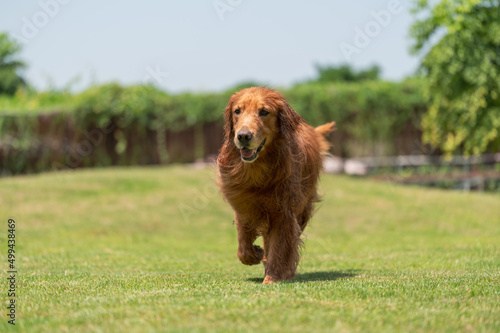 golden retriever running on grass