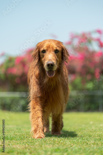 golden retriever dog walking on grass