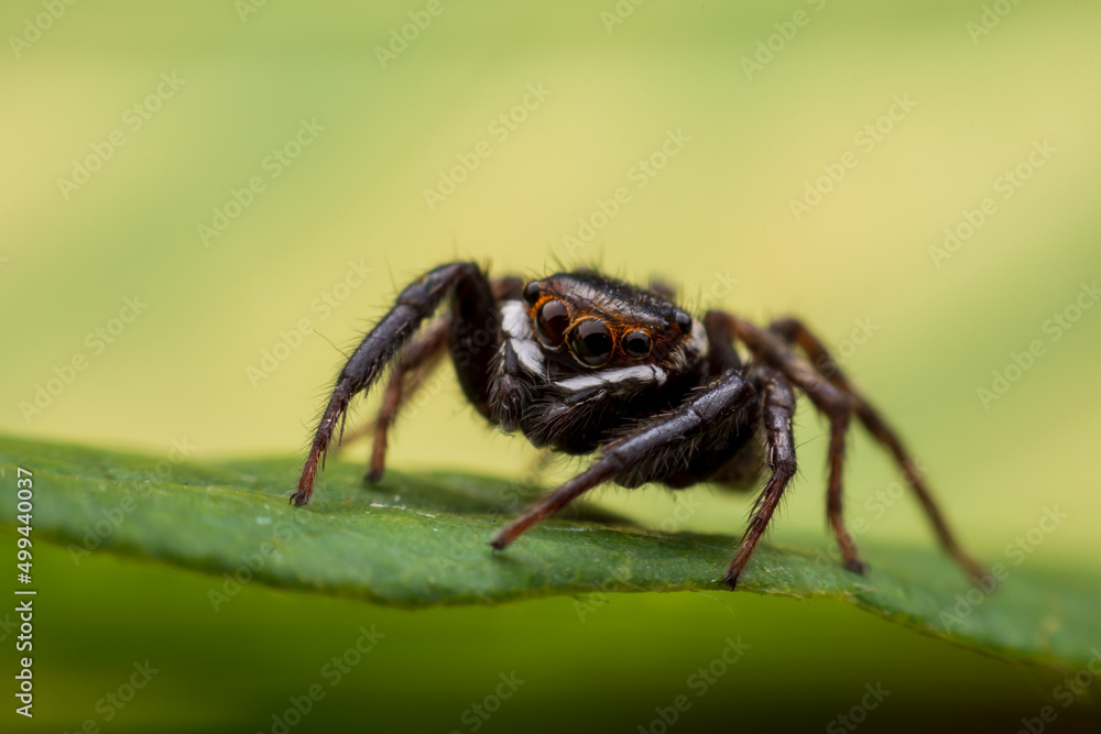 Close up jumping spiders on the wall Close up jumping spiders on the wall