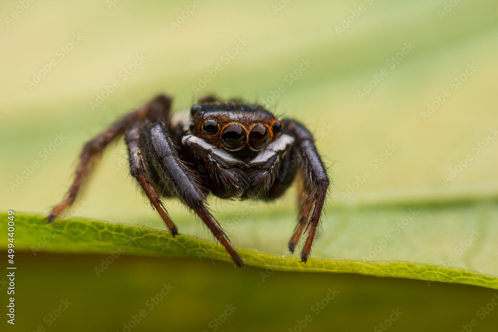 Close up jumping spiders on the wall Close up jumping spiders on the wall