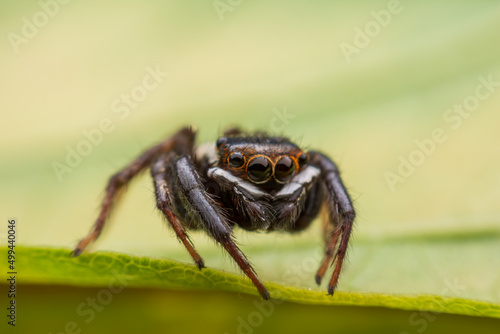 Close up jumping spiders on the wall