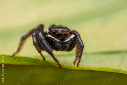 Close up jumping spiders on the wall © 418studio