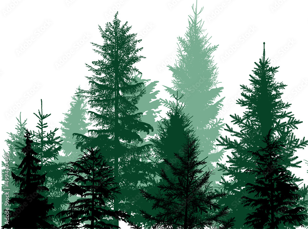 fir trees dark cyan group in forest on white