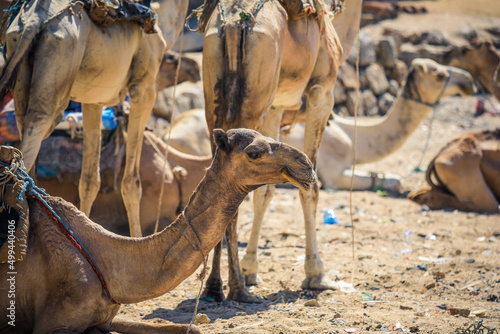 Big Group of African Camels on the Animal Market in Keren, Eritrea © Dave
