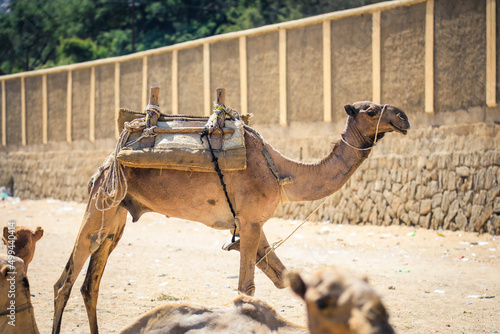 Big Group of African Camels on the Animal Market in Keren  Eritrea