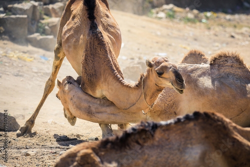 Big Group of African Camels on the Animal Market in Keren  Eritrea