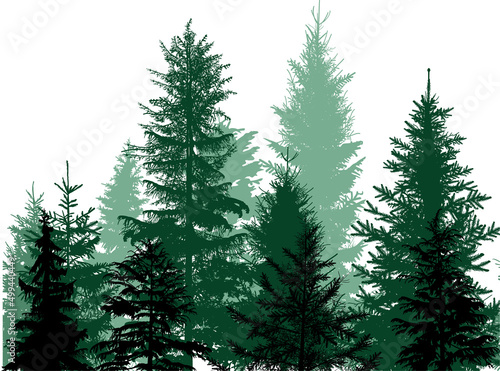 fir trees dark cyan group in forest on white