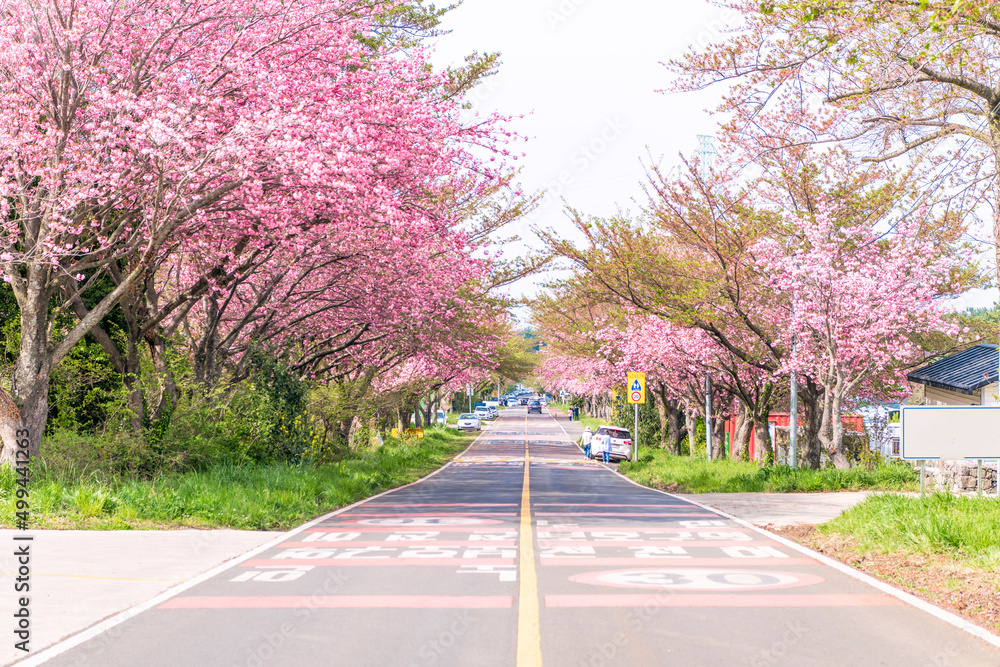 Fototapeta premium 겹벚꽃