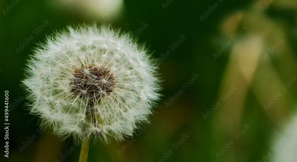 Fototapeta premium Closeup photo of a white dandelion.