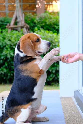 Valokuvatapetti Small dog or Beagle dog standing on its hind legs