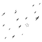 flying swallow icon