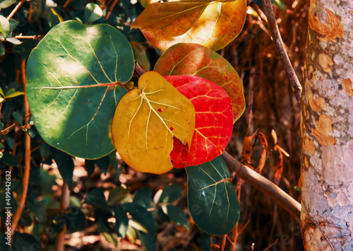 red autumn leaves
