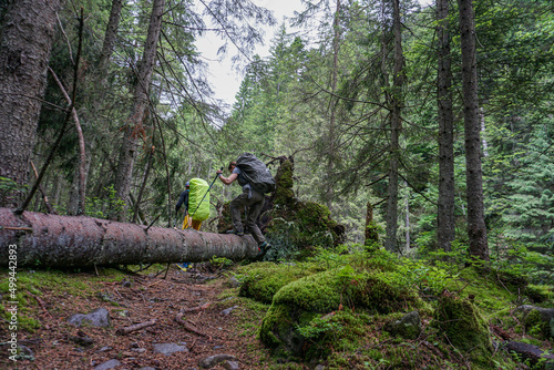 hikers with backpacks on a trail in the spruce forest © Valentyna