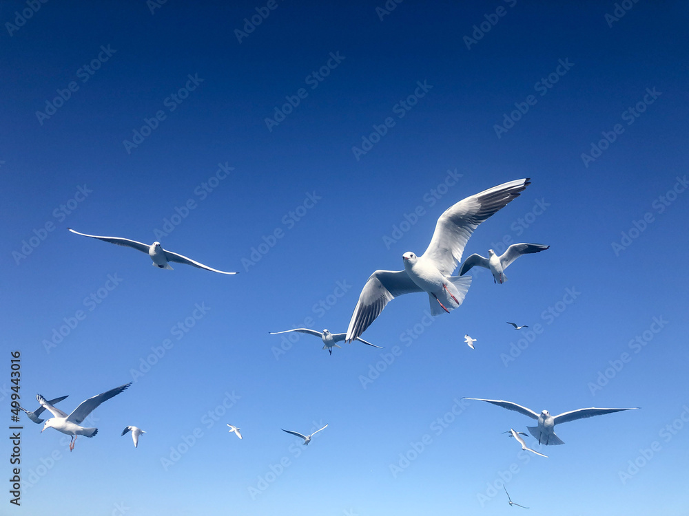 flock of white seagull birds flying in beautiful blue sky with copy space