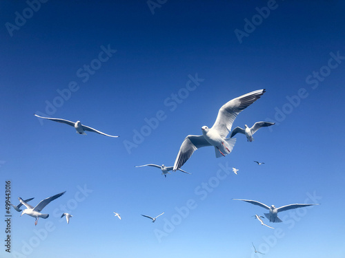 flock of white seagull birds flying in beautiful blue sky with copy space