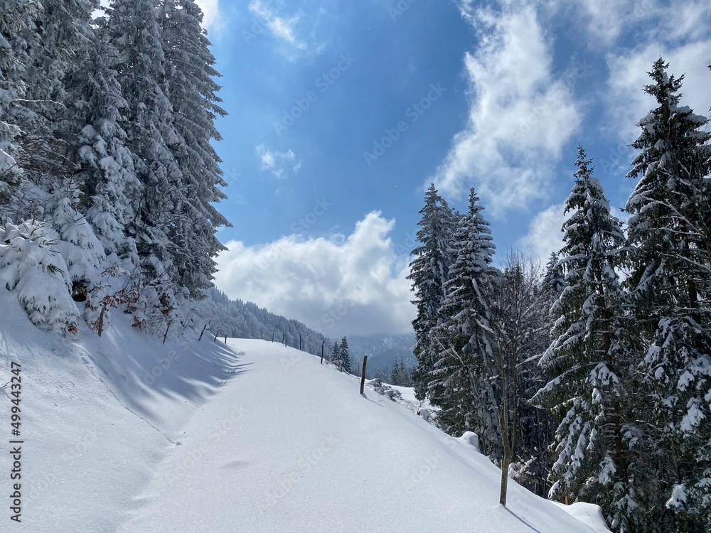 Obraz premium Winter snow idyll along the rural alpine road above the Obertoggenburg valley and on the slopes of the Alpstein mountain range - Nesslau, Switzerland (Schweiz)