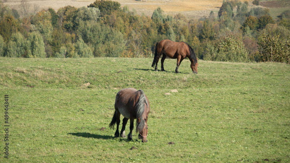 Horses grazing