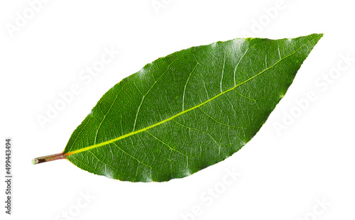 Bay leaf green closeup isolated on white background.