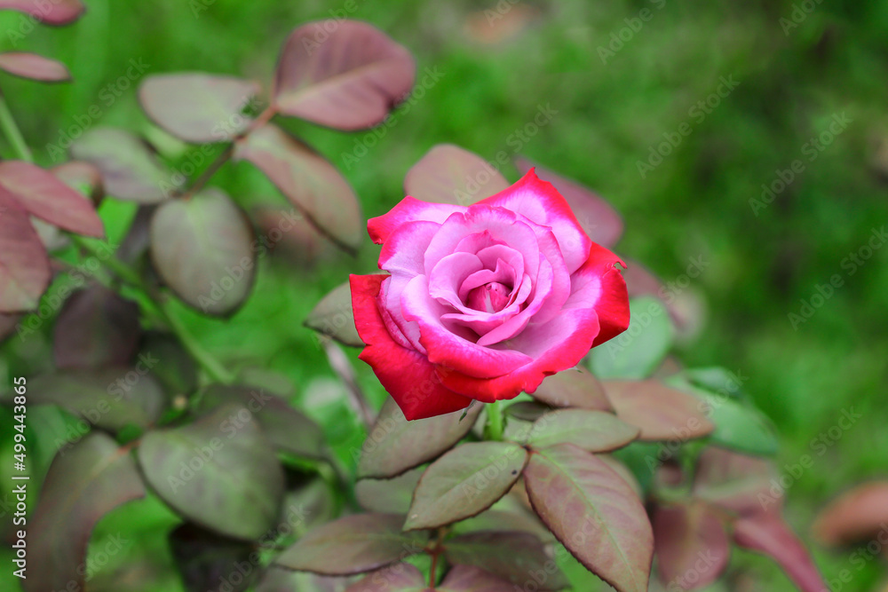pink rose with leaves background in garden pink rose with leaves background in garden